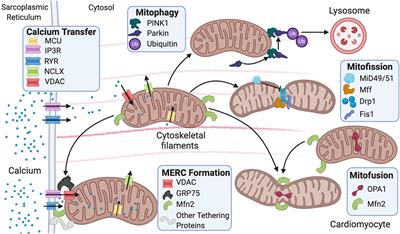 Mitochondrial Membrane Intracellular Communication in Healthy and Diseased Myocardium